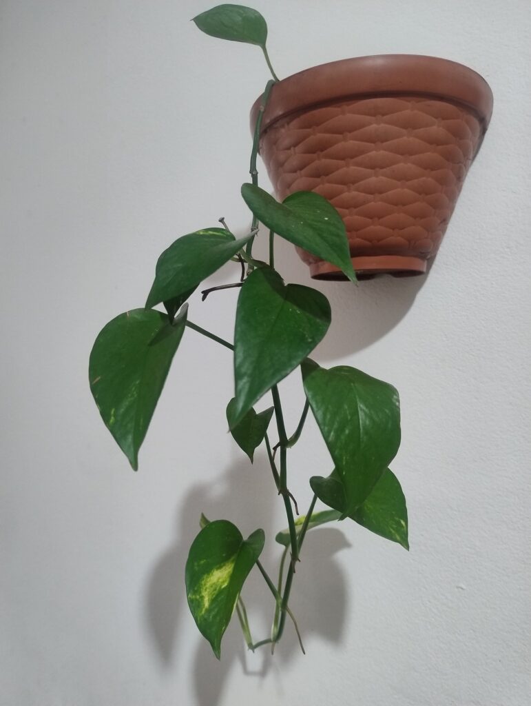 Jiboia em vaso na parede