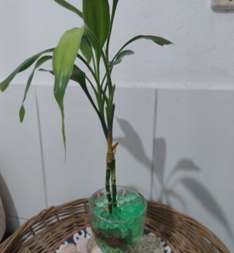 2 hastes de Bambu da Sorte cultivado em uma taça com hidrogel e água com prato com pedras decorativas em baixo em cima de um circulo de vime representando a celebração do amor e união
