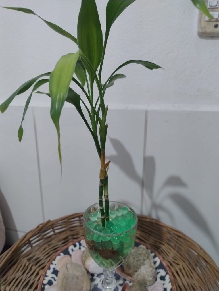 2 hastes de Bambu da Sorte cultivado em uma taça com hidrogel e água com prato com pedras decorativas em baixo em cima de um circulo de vime representando a celebração do amor e união