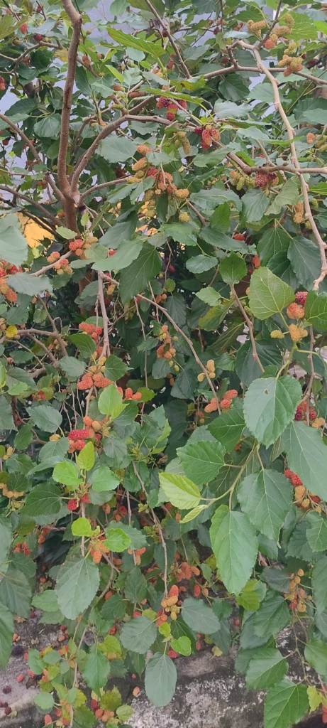 Amoreira carregada de frutos