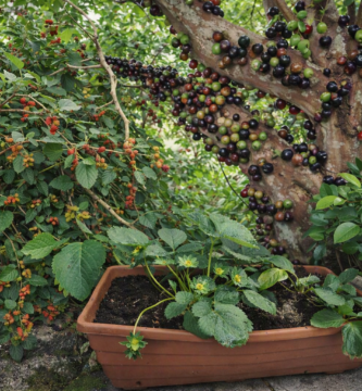 Frutíferas fáceis de cultivar em vasos: morango, acerola, pitanga, jabuticaba e amora.