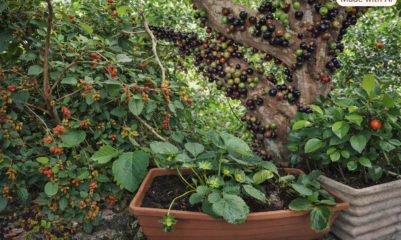 Frutíferas fáceis de cultivar em vasos: morango, acerola, pitanga, jabuticaba e amora.