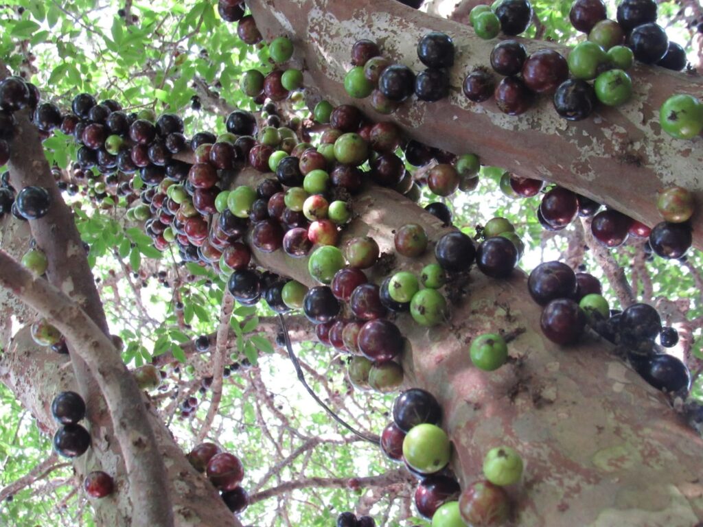 Jaboticabeira com tronco cheio de frutos.
