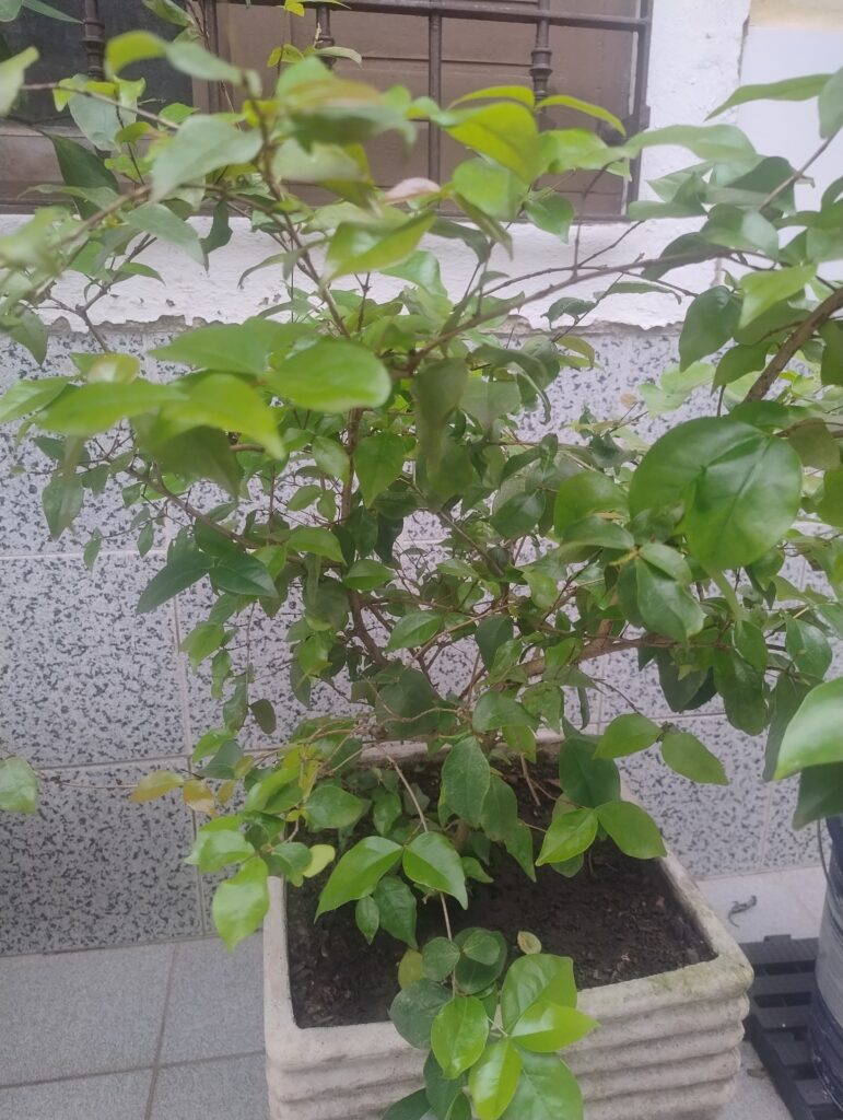 Pitangueira plantada em vaso com folhas verdes bonitas se desenvolvendo.