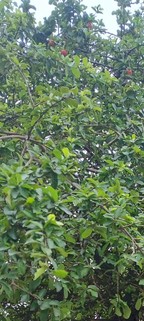 Aceroleira com frutos e flores em desenvolvimento