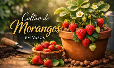 Cultivo caseiro de morangos em vasos com flores e frutos vermelhos sobre mesa rústica, texto elegante Cultivo de Morangos em Vasos' em destaque.