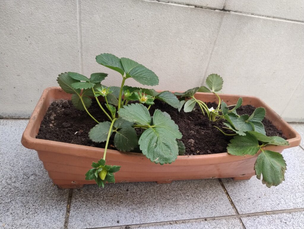Duas mudas de morangueiros plantada em uma jardineira cor terracota, com folhas bonitas em desenvolvimento com flores e inicio de frutos.