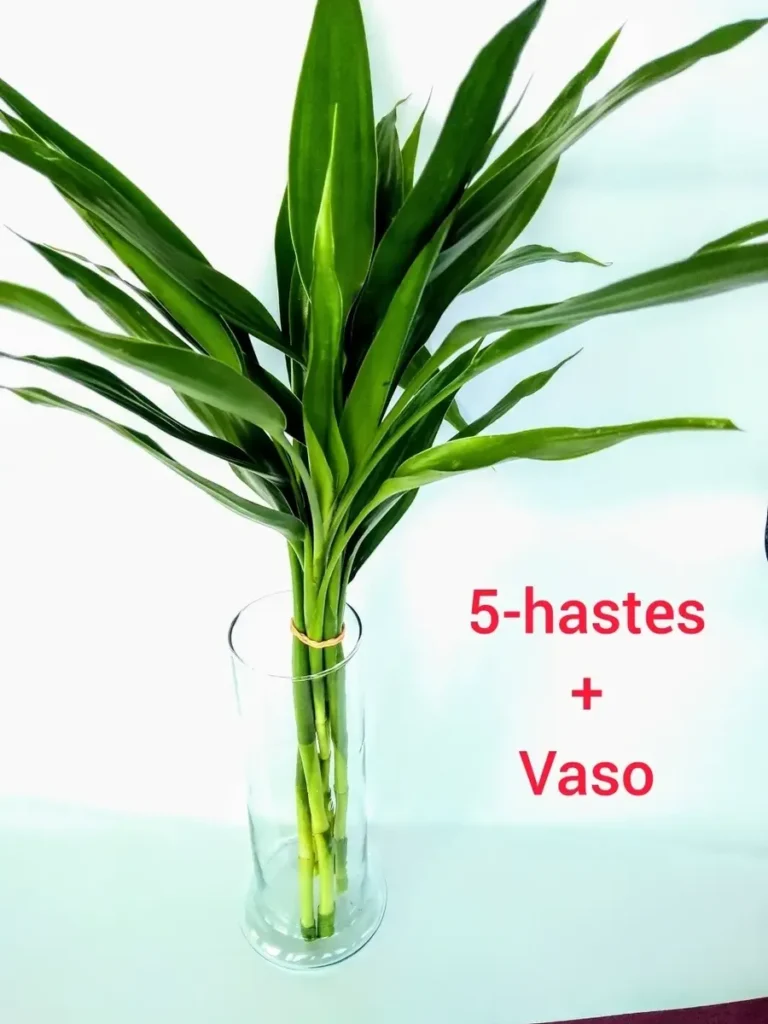 5 hastes de bambu da sorte mais vaso de vidro