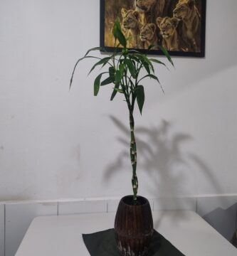 3 hastes de Bambu da Sorte trançados plantado em vaso de cerâmica de tom escuro decorando uma mesa de jantar, com quadro com decorativo na parede ao fundo com casal de leões com 3 filhotes.