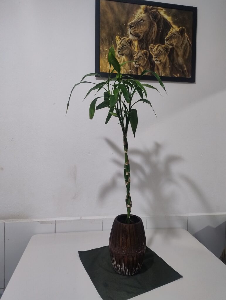3 hastes de Bambu da Sorte trançados plantado em vaso de cerâmica de tom escuro decorando uma mesa de jantar, com quadro com decorativo na parede ao fundo com casal de leões com 3 filhotes.