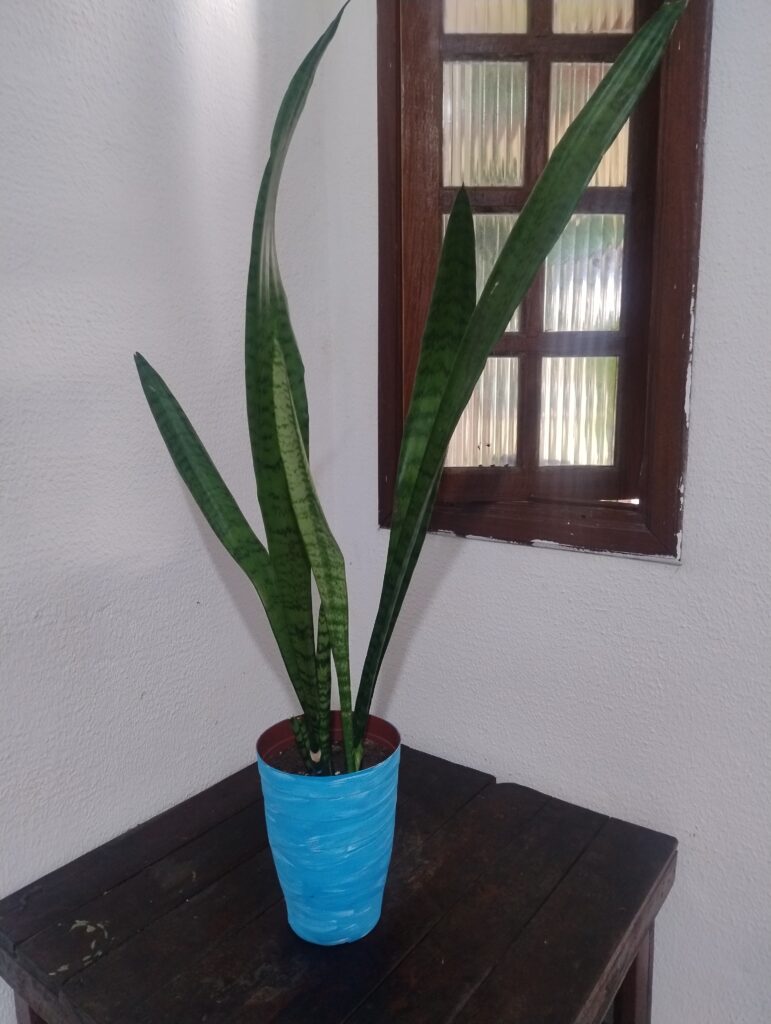 Espada-de-São Jorge planta em vaso azul claro em cima de uma mesa baixa de madeira no canto de uma de uma parede da sala com janela
