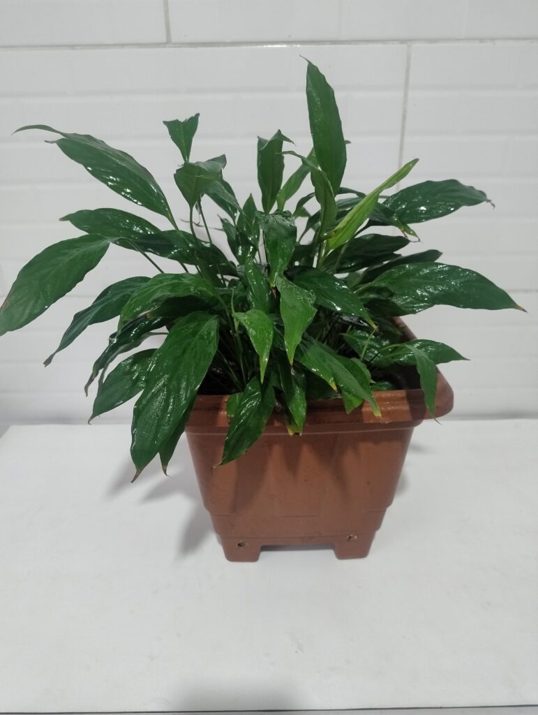 Lírio da az plantado em vaso quadrado de plástico na cor terracota com folhas bem verdes e bonitas em cima de uma mesa branca.