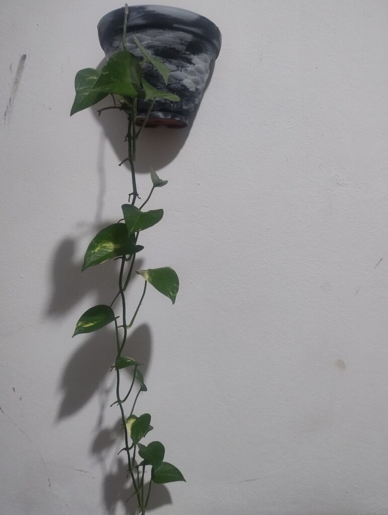 Planta Jiboia em vaso preto e detalhes em branco fixo na parede de uma sala , com efeito cascata.