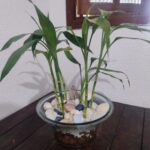 6 hastes de Bambu da Sorte em recipiente redondo de vidro com pedras e conchas decorando uma mesa de madeira próximo a uma janela de sala