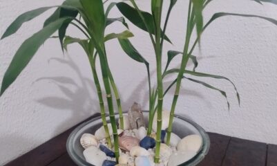 6 hastes de Bambu da Sorte em recipiente redondo de vidro com pedras e conchas decorando uma mesa de madeira próximo a uma janela de sala