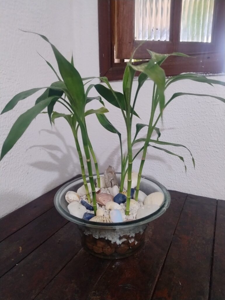 6 hastes de Bambu da Sorte em recipiente redondo de vidro com pedras e conchas decorando uma mesa de madeira próximo a uma janela de sala