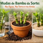 Mudas de bambu da sorte cultivadas na água, terra e areia com folhas verdes e ambiente natural.
