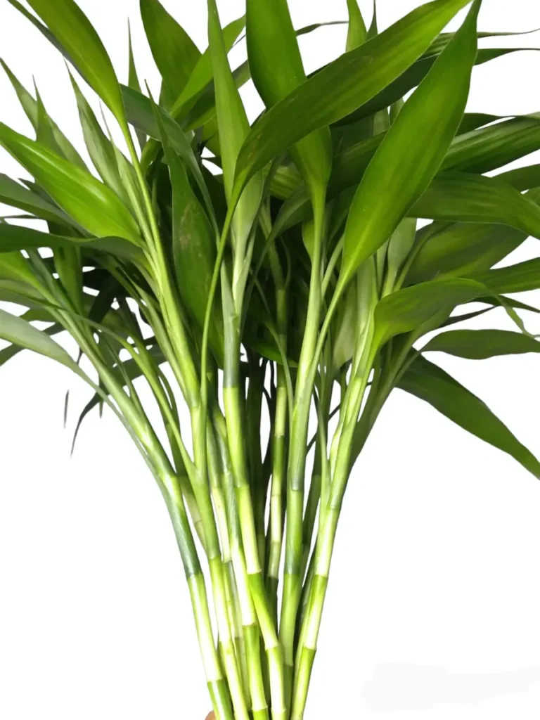 13 Hastes de Bambu da Sorte natural